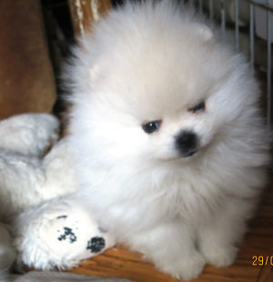 Photo №1. pomeranian - for sale in the city of Дзержинск | 615$ | Announcement № 5633