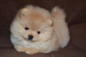 Photo №1. pomeranian - for sale in the city of Kursk | 400$ | Announcement № 1543
