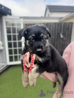 Photo №1. german shepherd - for sale in the city of Bautzen | negotiated | Announcement № 166836