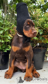 Photo №4. I will sell dobermann in the city of Vologda. from nursery - price - 1012$