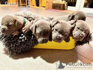 Photo №1. staffordshire bull terrier - for sale in the city of Berlin | 370$ | Announcement № 107502