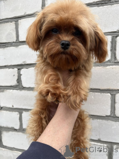 Photo №3. F1 Maltipoo Puppy GIRL. Ukraine