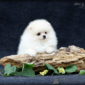 Photo №2 to announcement № 53657 for the sale of pomeranian - buy in Moldova breeder