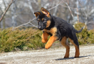 Photo №1. german shepherd - for sale in the city of Mariupol | 280$ | Announcement № 4678