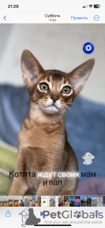 Additional photos: Abyssinian kittens