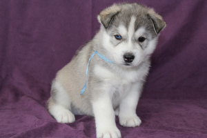 Photo №1. siberian husky - for sale in the city of Kazan | 333$ | Announcement № 5385