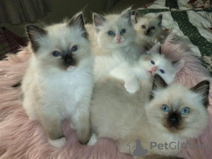 Photo №3. Lovely Ragdoll Kittens with all health documents available for Sale. United States