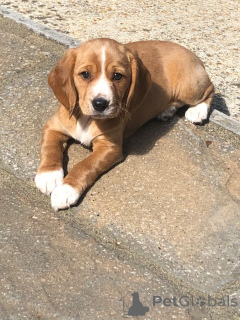 Photo №1. beagle - for sale in the city of Czech | 826$ | Announcement № 172822