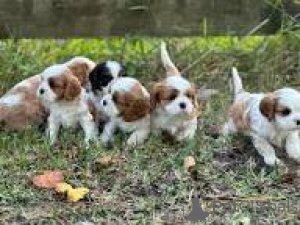 Photo №1. cavalier king charles spaniel - for sale in the city of Marseilles | 723$ | Announcement № 164317