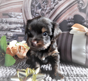 Photo №2 to announcement № 12170 for the sale of yorkshire terrier - buy in Russian Federation from nursery, breeder