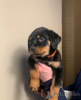 Photo №2 to announcement № 176058 for the sale of rottweiler - buy in Germany private announcement