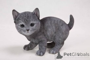 Photo №3. Home trained Russian Blue kittens. Czech Republic