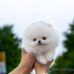 Photo №4. I will sell pomeranian in the city of Jerusalem. breeder - price - 680$