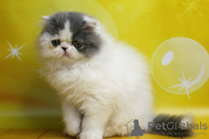 Photo №4. I will sell persian cat in the city of Kherson.  - price - 1000$