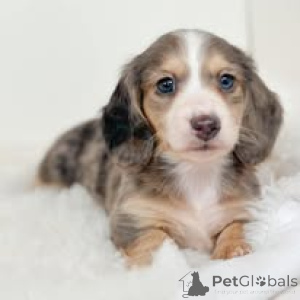 Photo №2 to announcement № 165235 for the sale of dachshund - buy in Belgium private announcement, breeder