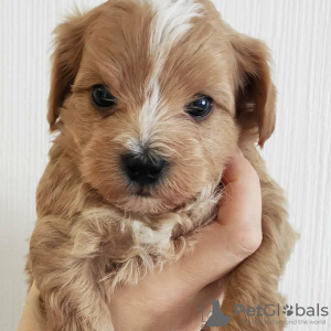 Photo №2 to announcement № 9511 for the sale of maltese dog, maltipu - buy in Belarus breeder