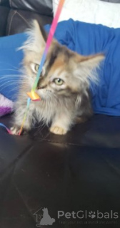 Photo №4. I will sell munchkin in the city of Aarbergen. breeder - price - negotiated