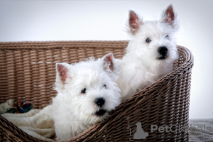 Photo №2 to announcement № 41876 for the sale of west highland white terrier - buy in Russian Federation breeder