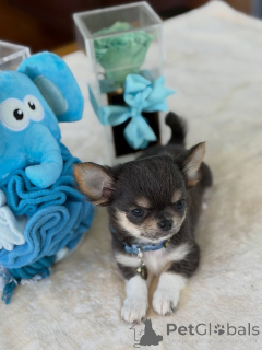 Photo №1. chihuahua - for sale in the city of IVANCICE | 310$ | Announcement № 174647