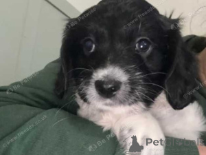 Photo №2 to announcement № 160026 for the sale of bichon frise - buy in Romania private announcement