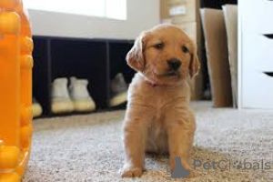 Photo №2 to announcement № 166960 for the sale of golden retriever - buy in France private announcement, breeder