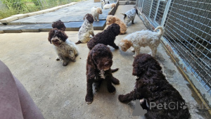 Photo №3. Lagotto Romagnolo, beautiful puppies. Serbia