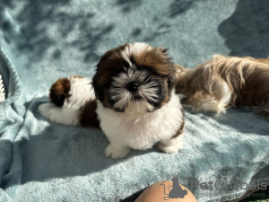 Photo №2 to announcement № 66414 for the sale of shih tzu - buy in United States private announcement