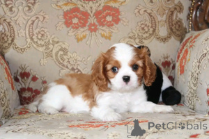 Photo №4. I will sell border collie in the city of Флорида Сити. private announcement, breeder - price - 500$