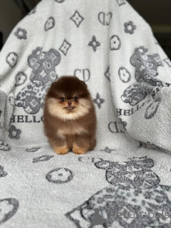 Photo №1. pomeranian - for sale in the city of Aleksandria pierwsza | negotiated | Announcement № 167878