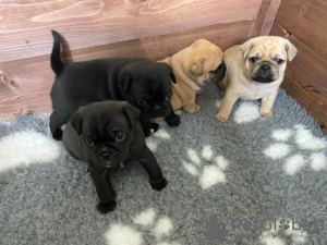 Photo №1. pug - for sale in the city of Abha | 380$ | Announcement № 15566