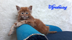 Photo №4. I will sell maine coon in the city of Kemerovo. from nursery, breeder - price - Negotiated