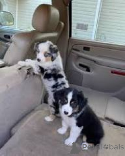 Photo №1. australian shepherd - for sale in the city of Rotterdam | 723$ | Announcement № 165592