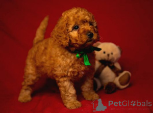 Photo №1. poodle (toy) - for sale in the city of Cheung Sha | negotiated | Announcement № 170470