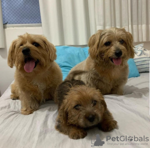Photo №1. norfolk terrier - for sale in the city of Peoria | 500$ | Announcement № 86760