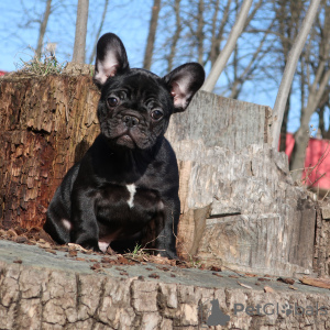 Photo №1. french bulldog - for sale in the city of Minsk | 1436$ | Announcement № 6112