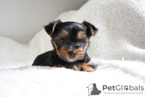 Photo №3. Vaccinated Yorkshire Terrier puppies for Adoption now. Netherlands