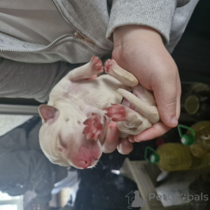 Photo №1. labrador retriever - for sale in the city of Minsk | 44$ | Announcement № 139002