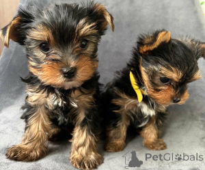 Photo №1. yorkshire terrier - for sale in the city of Berlingrod | negotiated | Announcement № 168863