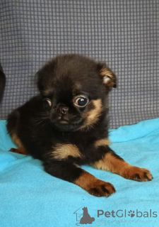 Photo №2 to announcement № 165075 for the sale of petit brabançon - buy in Russian Federation private announcement