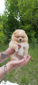 Photo №2 to announcement № 20359 for the sale of pomeranian - buy in Belarus breeder