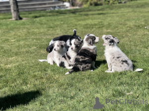 Photo №1. border terrier - for sale in the city of Milford | 700$ | Announcement № 152376