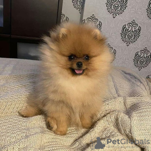 Photo №1. pomeranian - for sale in the city of Mbabane | negotiated | Announcement № 77579