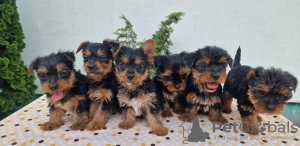 Photo №3. Yorkie terrier puppies. Serbia