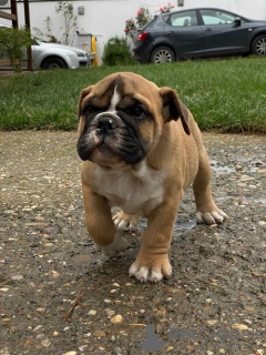 Additional photos: English bulldog