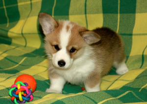 Photo №1. welsh corgi - for sale in the city of Минск | 897$ | Announcement № 4578