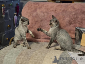 Photo №1. devon rex - for sale in the city of Chotomów | 361$ | Announcement № 178684