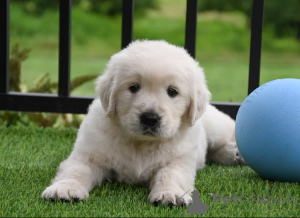 Photo №1. golden retriever - for sale in the city of Marseilles | 1032$ | Announcement № 166317
