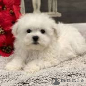 Photo №1. maltese dog - for sale in the city of Milan | 723$ | Announcement № 165797