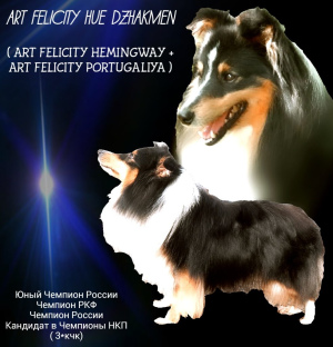 Photo №4. I will sell shetland sheepdog in the city of Kazan. private announcement - price - 342$