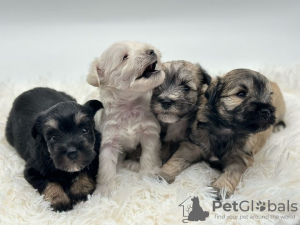 Photo №1. schnauzer - for sale in the city of Warsaw | negotiated | Announcement № 121844